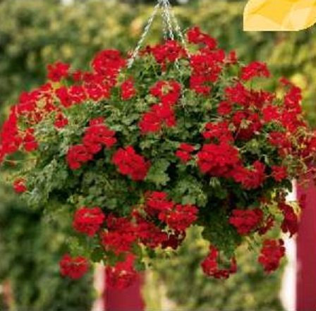 Ivy Geranium Trailing 'Gerainbow™ 'Red' Plug Plants Pack x6