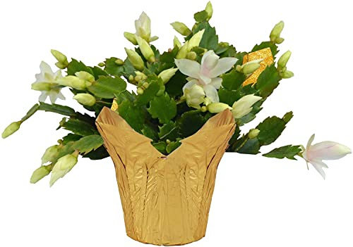 DECOALIVE Cactus de Pascua o Cactus de la Navidad Planta Natural