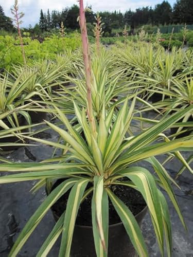 Yucca flaccida Golden Sword - Garten-Palmlilie Golden Sword - 40-60cm