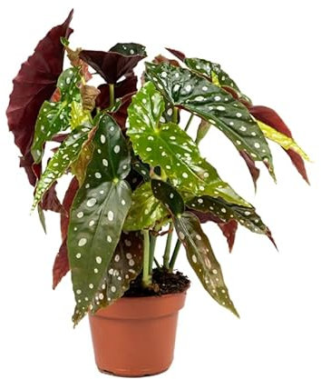 Begonia Maculata - Planta Tropical Fácil de Cuidar y Natural