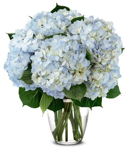 Ramo de Hortensias Azules Naturales con 10 Flores de Temporada Hydrangea