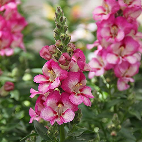Snapdragon 'Dazzling Lips Pink'. Plug Plant x 4. Antirrhinum. Pink & White bi-Colour Bedding Flowers. Available from Bedwen Plants