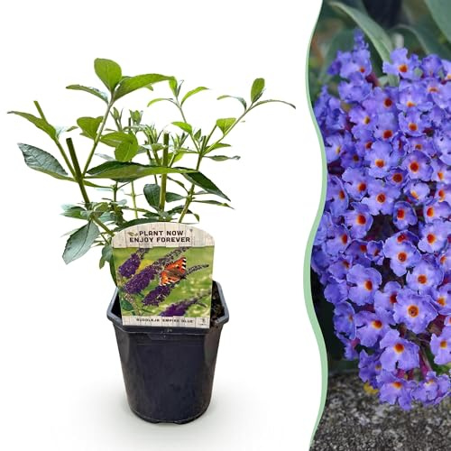 Cespuglio di farfalla Buddleja davidii Empire Blue – Fioritura blu – Arbusto da giardino deciduo – adatto alle farfalle e alle api – Facile da pulire – 17 cm, altezza 25 cm