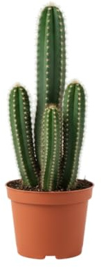 Cactus Ordenador DECOALIVE Planta Natural Compacta Ideal Para Oficinas y Puestos de Trabajo