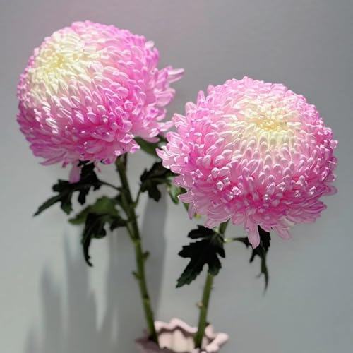 Chrysanthemen, zimmerpflanzen blumensamen gastgeschenk steingartenpflanzen wohnzimmer deko wildblumen balkongewächshäuser balkonpflanzen 30Samen