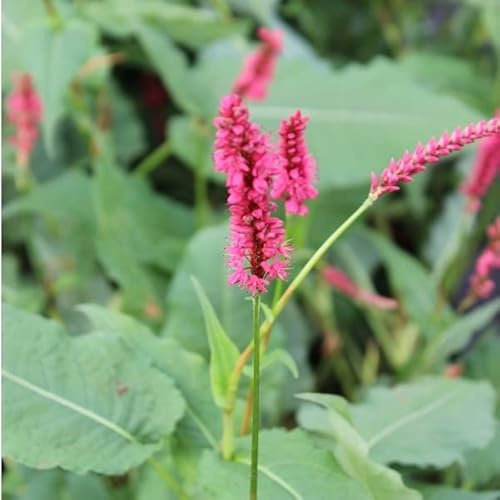 6x Kerzenknöterich 'Speciosa' - Persicaria amplexicaulis 'Speciosa' - Topf 9x9cm - Herbststaude