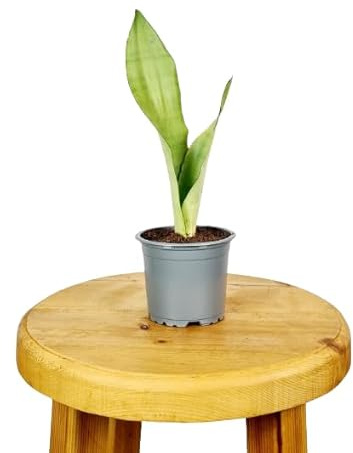 Sansevieria Moonshine o Lengua de Suegra Planta de Interior de Hojas Llamativas