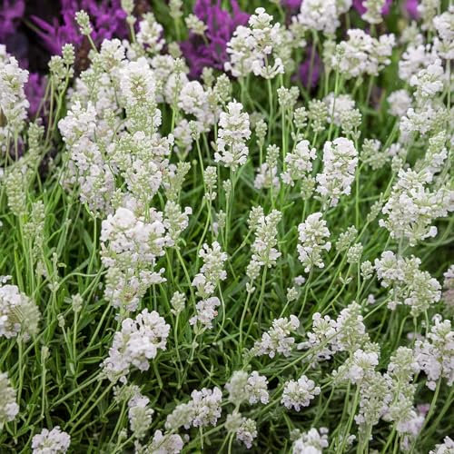 Carbeth Plants Lavender Angustifolia White 2 x 6 Pack - Pollinator Friendly English Lavender Hardy Perennial Plants - Drought Tolerant & Easy Grow Shrubs - Ideal for Beds, Borders, Containers & Pots