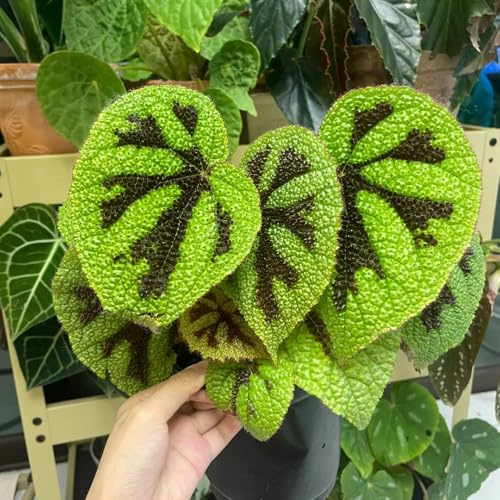 begonie semi selvatici perenni resistenti semi selvatici, semina autunno reale bonsái interni perenni giardino 650pcs