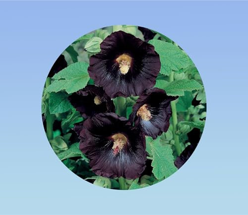 30 graines de Rose Tremiere - noire - Alcea rosea - vivace - fleurs simple - nigra