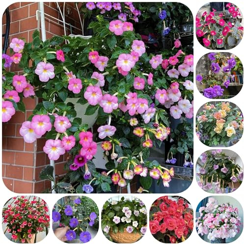 semi di achimenes, selvatici da balcone Semi Achimenes balcone perenni resistenti luoghi soleggiati biologici per aiuola giardino roccioso 600pcs
