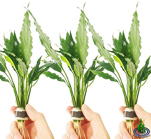 Spathiphyllum Wallisii 3-Pack Peace Lily Live Semi-Aquatic Plants for Terrarium Paludarium Easy Setup