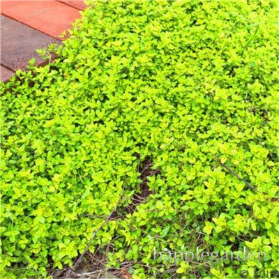 Graines de fleurs vivaces de thym rampant pour un beau jardin vert citron paquet de 100 graines