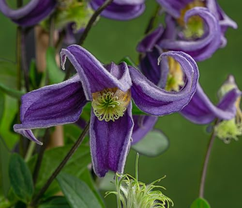 Dehner Waldrebe Fascination, lila-farbene Blüten, ca. 90 cm, 2 l Topf | Clematis integrifolia, leicht duftende Kletterpflanze, Blütezeit Juni bis September, sonnige bis halbschattige Standorte