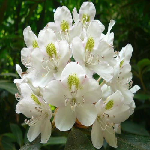 100 Stück neue Riesen-Rhododendron-Blumensamen, weiß