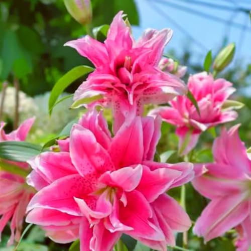 Giglio doppio profumato di alta qualità, bulbo resistente, perenne, profumato per il giardino e la decorazione d'interni-10 Bulbos-A