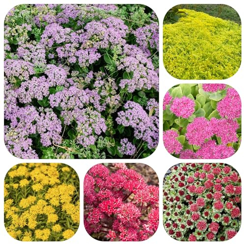 semillas de sedum, exóticas exterior perennes resistentes para interior 55pcs