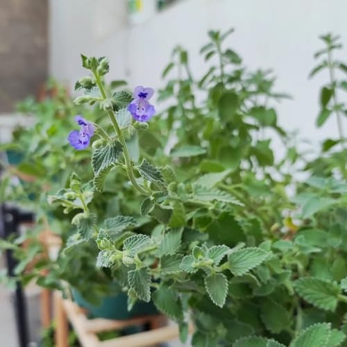semillas de gatera para jardín camas elevadas el balcón 100pcs