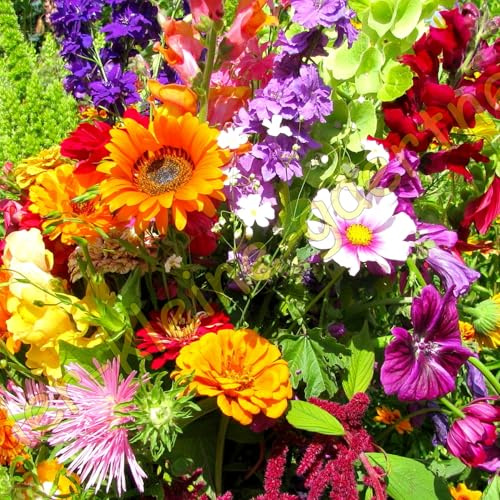 2500 Samen für 15 bis 20 m² Schmetterlingswiese für 15 bis 20 m² Sommer-Blumen Mischung insektenfreundlich farbenfrohe Blumenwiese Blumensamen von der-kleine-gaertner