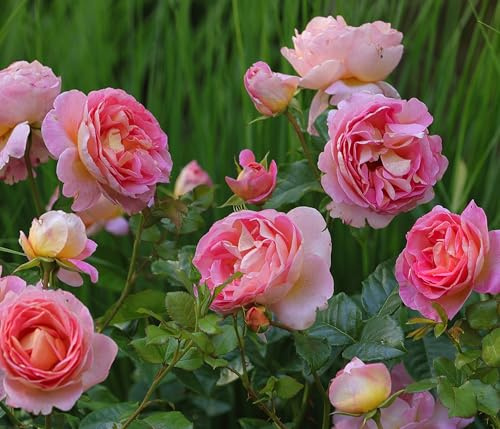 Dehner Edelrose Dornburger Schlossrose, Züchter Tantau, großblütige duftende rosa-gelbe Blüten, 15-30 cm exkl. Pflanztopf, Topfware