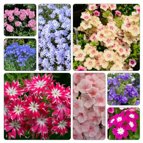 Phlox de alfombra - flox subulata Balcón de Jardín sombra 600semillas