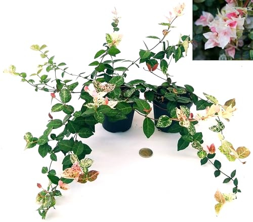 POWERS TO FLOWERS - TRACHELOSPERMUM JASMINOIDES TRICOLOR, 2 piante, piante vere