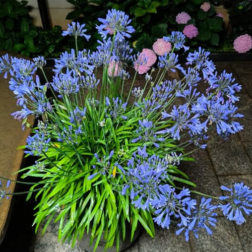 semillas de agapanto, jardín rocas para lugares soleados invernaderos balcón cobertura suelo otoño semillas para invitados 300pcs