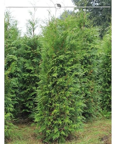 Thuja plicata Atrovirens 140-160 cm. 25 Heckenpflanzen. Sichtschutz Hecke