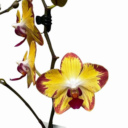 Premium Papa-Gayo Live Orchid in 12cm Nursery Pot – Vibrant Yellow & Red Blooms – Approx. 60cm Tall – Beautiful Tropical Flower Plant for Home