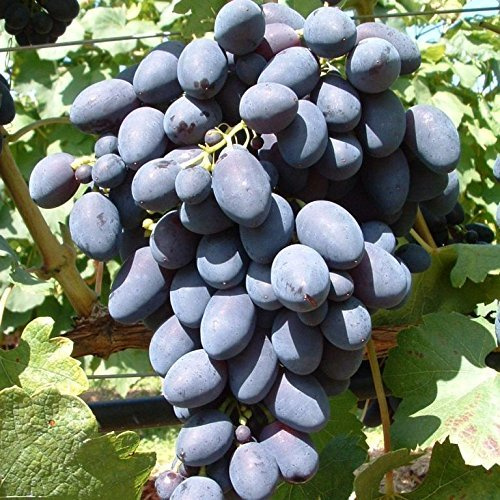 Kodrianka, große, blaue Beeren mit fruchtigem Geschmack, pilzfest, kernarm, im 2L Topf