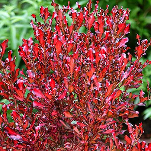 Coprosma Pacific Sunset - Mirror Plant | Evergreen Potted Bushy Garden Shrub (15-30cm Incl. Pot)