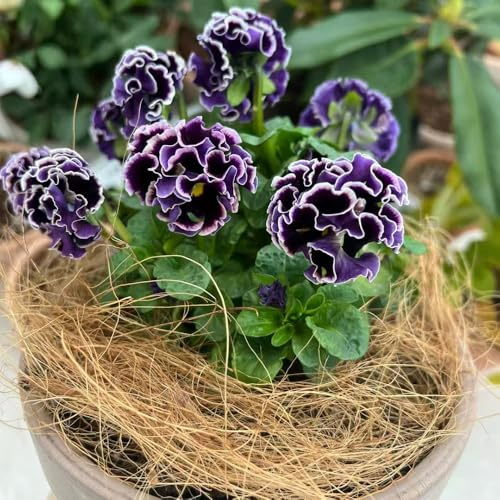 semi di viola del pensiero - viole del pensiero balcone, recisi primaverili, resistenti in vaso balcone in vaso ufficio sempreverdi 500semi