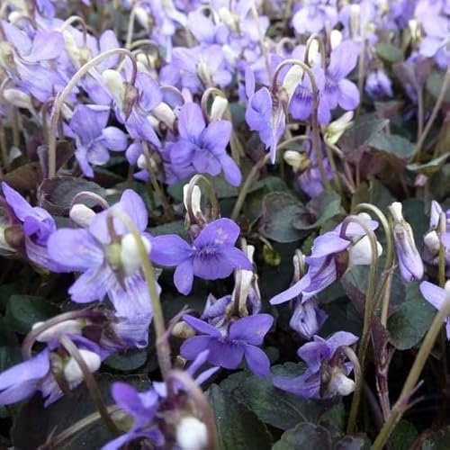 6x Labrador Veilchen - Viola labradorica - Topf 9x9cm