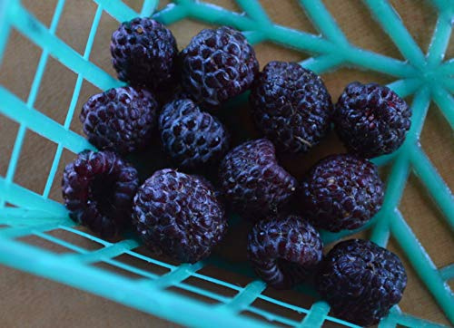 Portal Cool Rare 4 grani di Blu Lampone (Rubus Leucodermis) H401 Semi di Blu Lampone