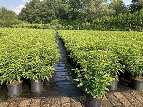 10st. Portugiesischer Kirschlorbeer 80-100cm XXL Buschig im Topf Kirschlorbeer Prunus lusitanica 'Angustifolia' Lorbeer Gartenhecke Sichtschutz