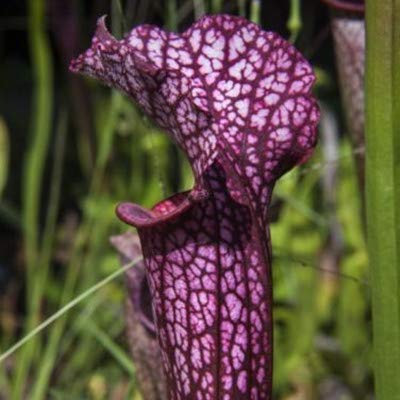 Graines Fraîches De Plantes De Nepenthes Pour La Plantation En Violet Paquet De 100 Graines