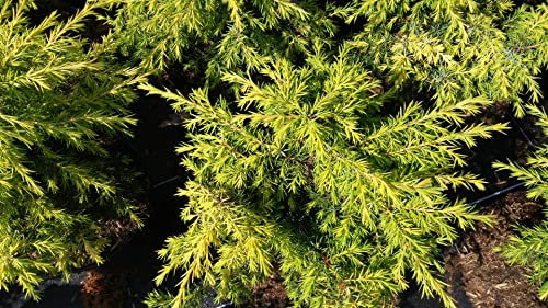 Juniperus communis Schneverdinger Goldmachangel - Säulenwacholder - 40-60