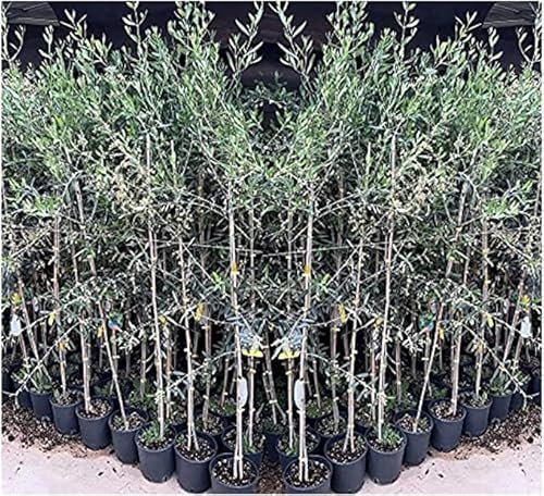 EURO PLANTS VIVAI Olivo Leccino - Obstpflanze auf Topf 20 cm / 15 × 15 cm Höhe 140-150 cm - Alter 3 Jahre