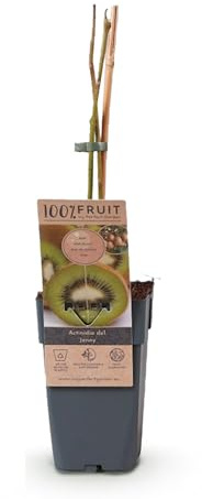 Obstpflanze - Grüne Kiwi - Actinidia deliciosa Jenny - Grüne Frucht - 2 Pflanzen - 40-50cm - Ø15cm - Gartenpflanze
