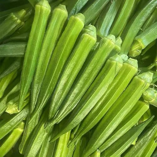 semillas de okra orgánicas, okra de tradicionales verdes de interior, decoración de jardín exterior, 25pcs