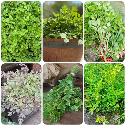 cultivo de berros exóticas balcones elevados semillas de berro Semillas, resistentes en contenedores, sostenibles Jardín cubrir el 300semillas