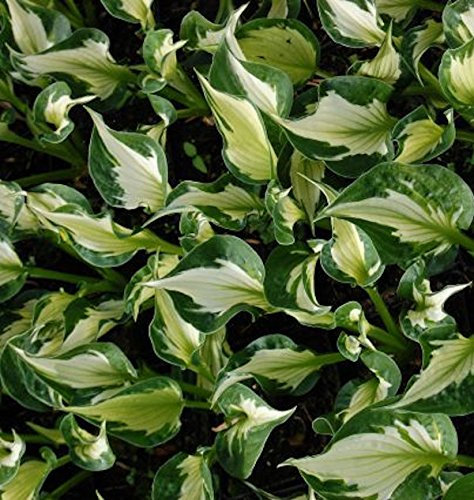 Funkie Whirlwind - großer Topf - Hosta fortunei - lebende Gartenpflanze aus den Baumschulen