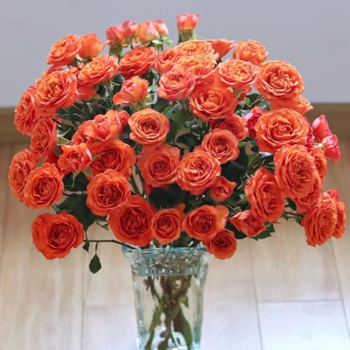 Rosensamen, exotische balkonpflanzen winterhart pflanzensamen geschenk gartenliebhaber bio garten 100Samen