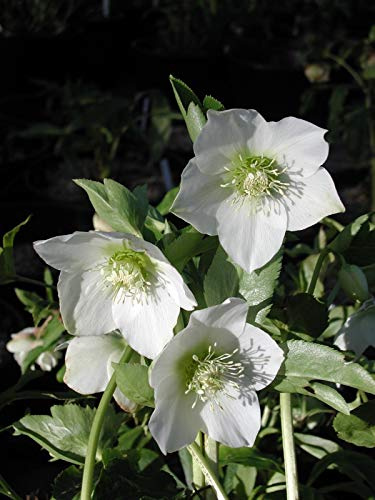 Portal Cool Helleborus Helleborus Orientalis Weiß Single In 9cm Topf