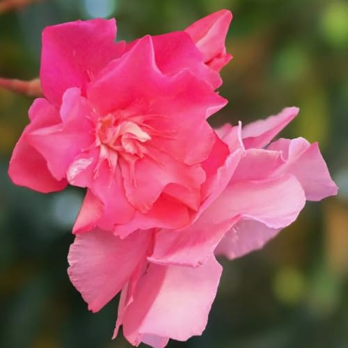 Semi di oleandro - resistenti Nerium oleander - arbusti fioriti resistenti e perenni regali sostenibili giardino di arbusti rare 18pcs