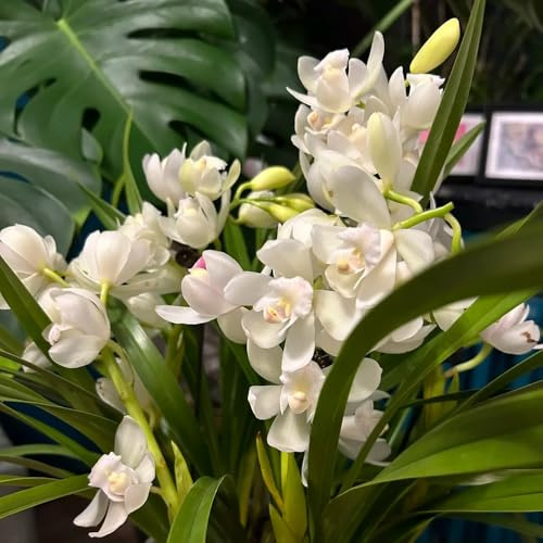 Semi di orchidea, Cymbidium hybridum, da giardino biologici Semi di orchidea Cymbidium, perenni rare da giardino resistenti perenni 350pcs