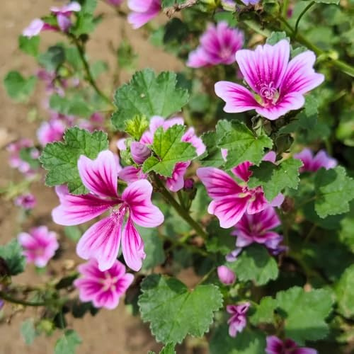 semi di malva balcone varietà antiche biologiche in vaso giardino 400pcs