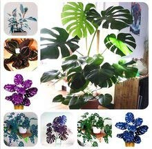 Bloom Green Co. 100 Pz Seltene Palmschildkröte Foglie Monstera in Vaso Bonsai piante nane casa perenne fogliame pianta del Fiore le piante Bonsai Misto: 1