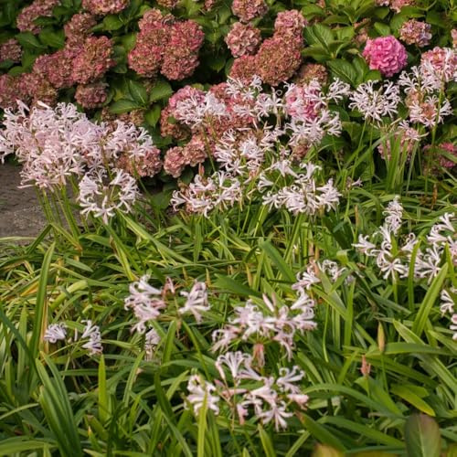 Bulbos de lirio araña - invernaderos de balcón Comprar Lycoris Radiata, regalos para jardineros bulbos de que florecen en verano decoración 2pcs