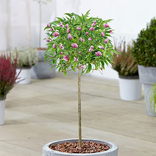 Prunus Kiku-shidare-zakura | Weeping Cherry Potted Patio Trees for Small Gardens (70-80cm (Incl. Pot))
